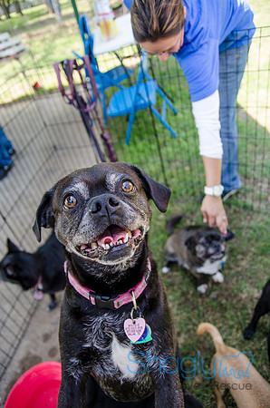 Pugapalooza 2012-154