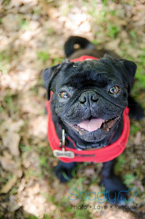 Pugapalooza 2012-159
