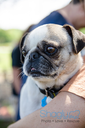 Pugapalooza 2012-140