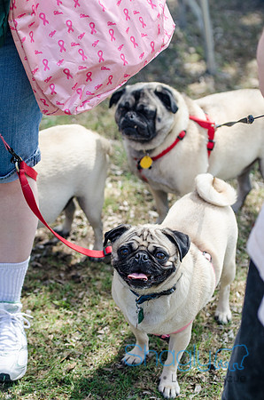 Pugapalooza 2012-104