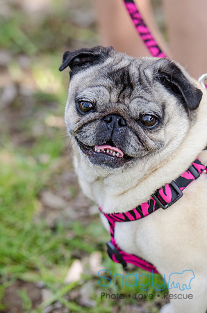 Pugapalooza 2012-115