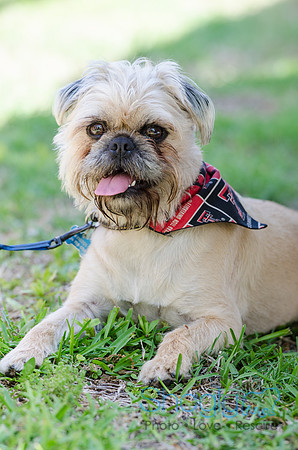 Pugapalooza 2012-131