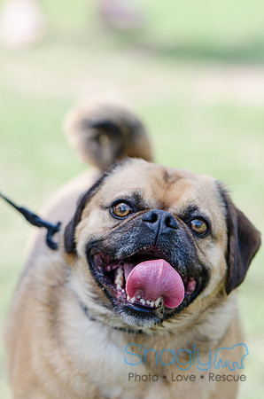 Pugapalooza 2012-87