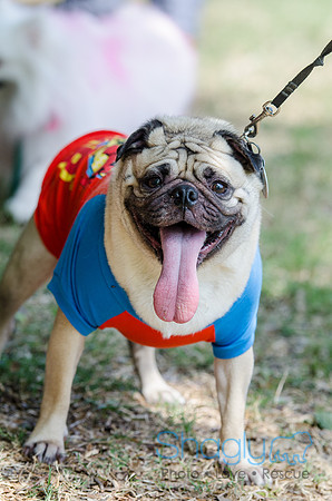 Pugapalooza 2012-134