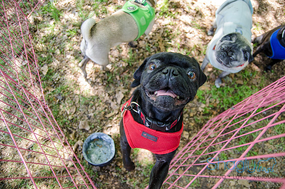 Pugapalooza 2012-158