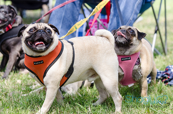Pugapalooza 2012-122