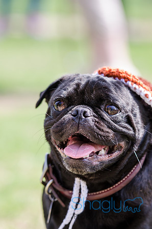 Pugapalooza 2012-94