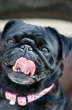 Pugapalooza 2012-118