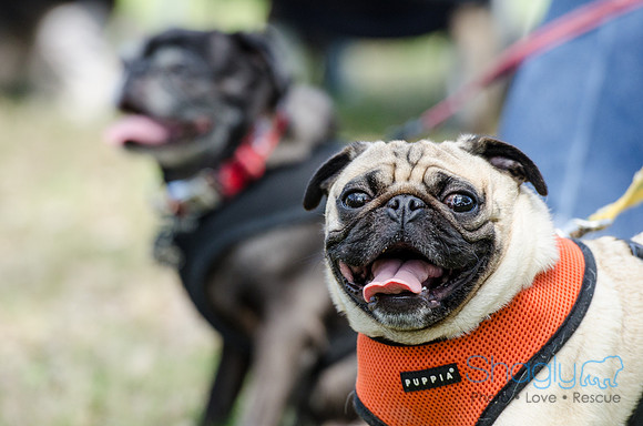 Pugapalooza 2012-123