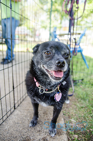 Pugapalooza 2012-153
