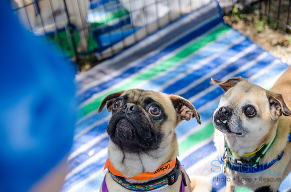 Pugapalooza 2012-163