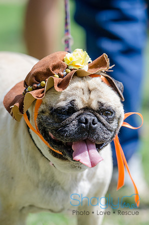 Pugapalooza 2012-99