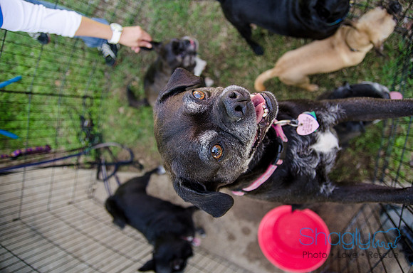 Pugapalooza 2012-155