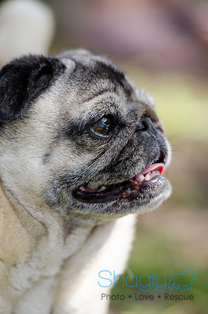 Pugapalooza 2012-116