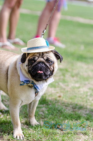 Pugapalooza 2012-91
