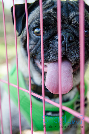 Pugapalooza 2012-160