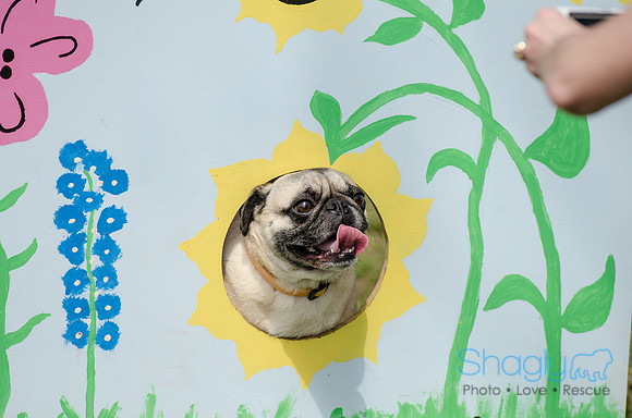 Pugapalooza 2012-83