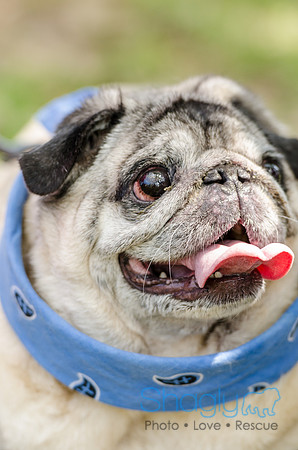 Pugapalooza 2012-110