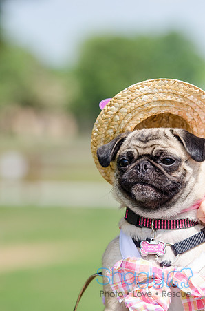Pugapalooza 2012-89