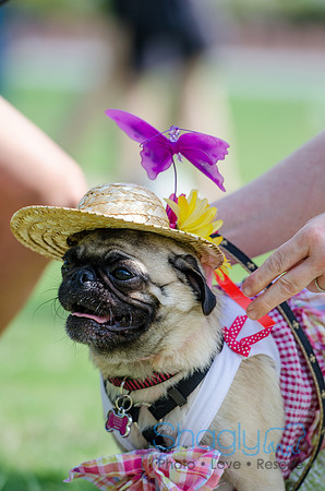 Pugapalooza 2012-95