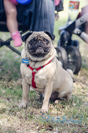 Pugapalooza 2012-119