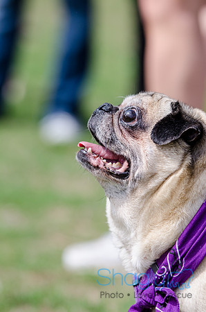 Pugapalooza 2012-71