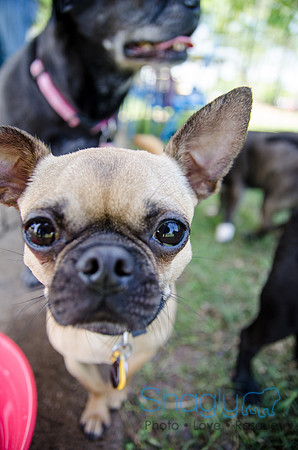 Pugapalooza 2012-151