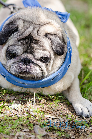 Pugapalooza 2012-109