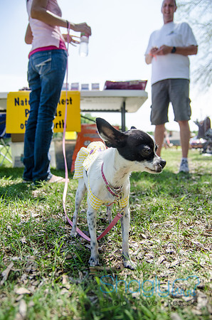 Pugapalooza 2012-165