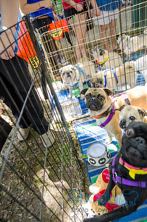 Pugapalooza 2012-162