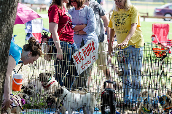Pugapalooza 2012-85