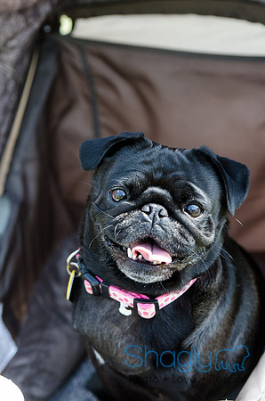 Pugapalooza 2012-117