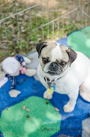 Pugapalooza 2012-164