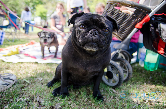 Pugapalooza 2012-141