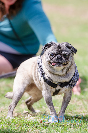 Pugapalooza 2012-72