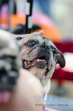 Pugapalooza 2012-112