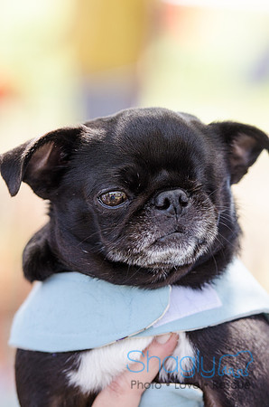 Pugapalooza 2012-114