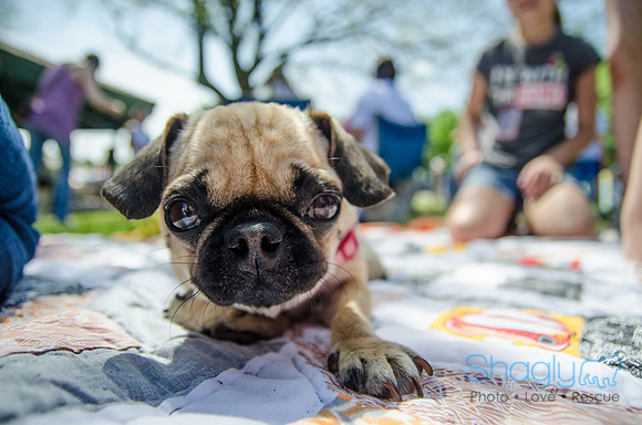 Pugapalooza 2012-144