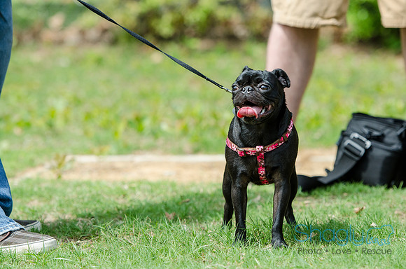 Pugapalooza 2012-74