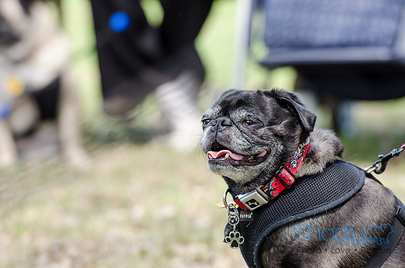 Pugapalooza 2012-124