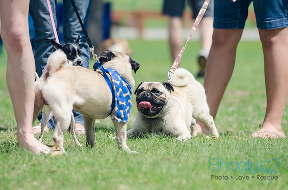 Pugapalooza 2012-106