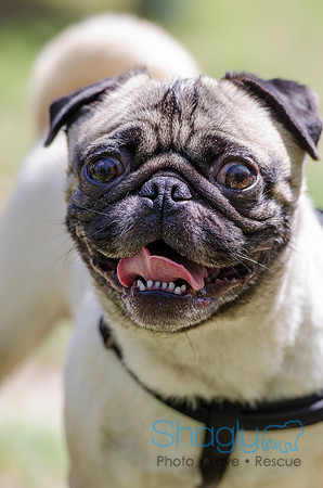 Pugapalooza 2012-127