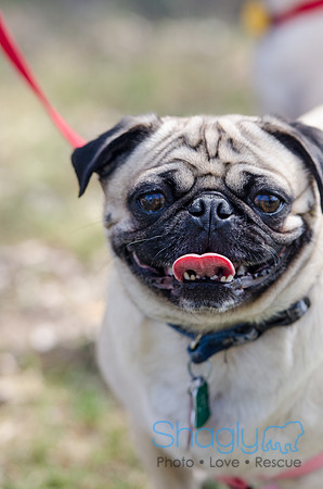 Pugapalooza 2012-105