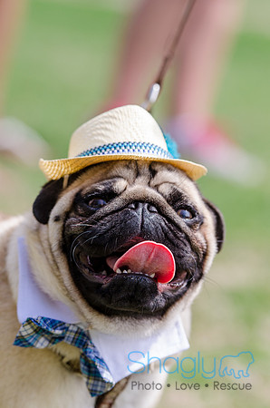 Pugapalooza 2012-92