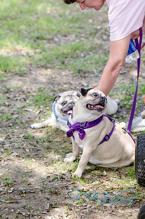 Pugapalooza 2012-86