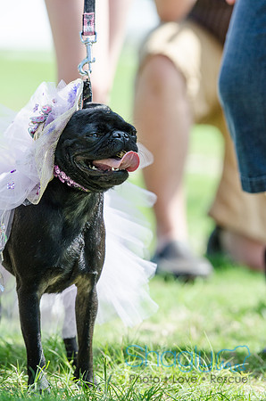 Pugapalooza 2012-102