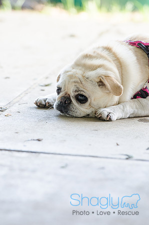 Pugapalooza 2012-121