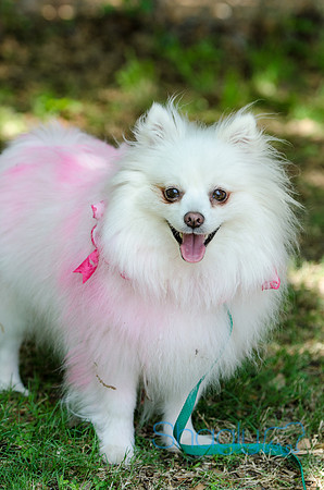 Pugapalooza 2012-137