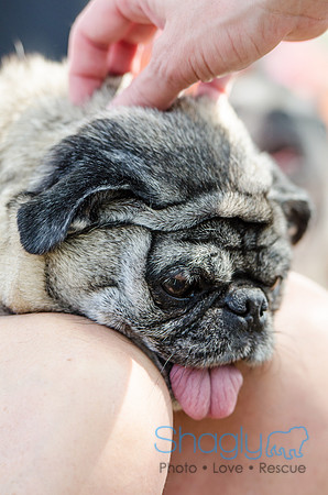 Pugapalooza 2012-111