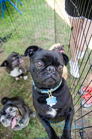 Pugapalooza 2012-156